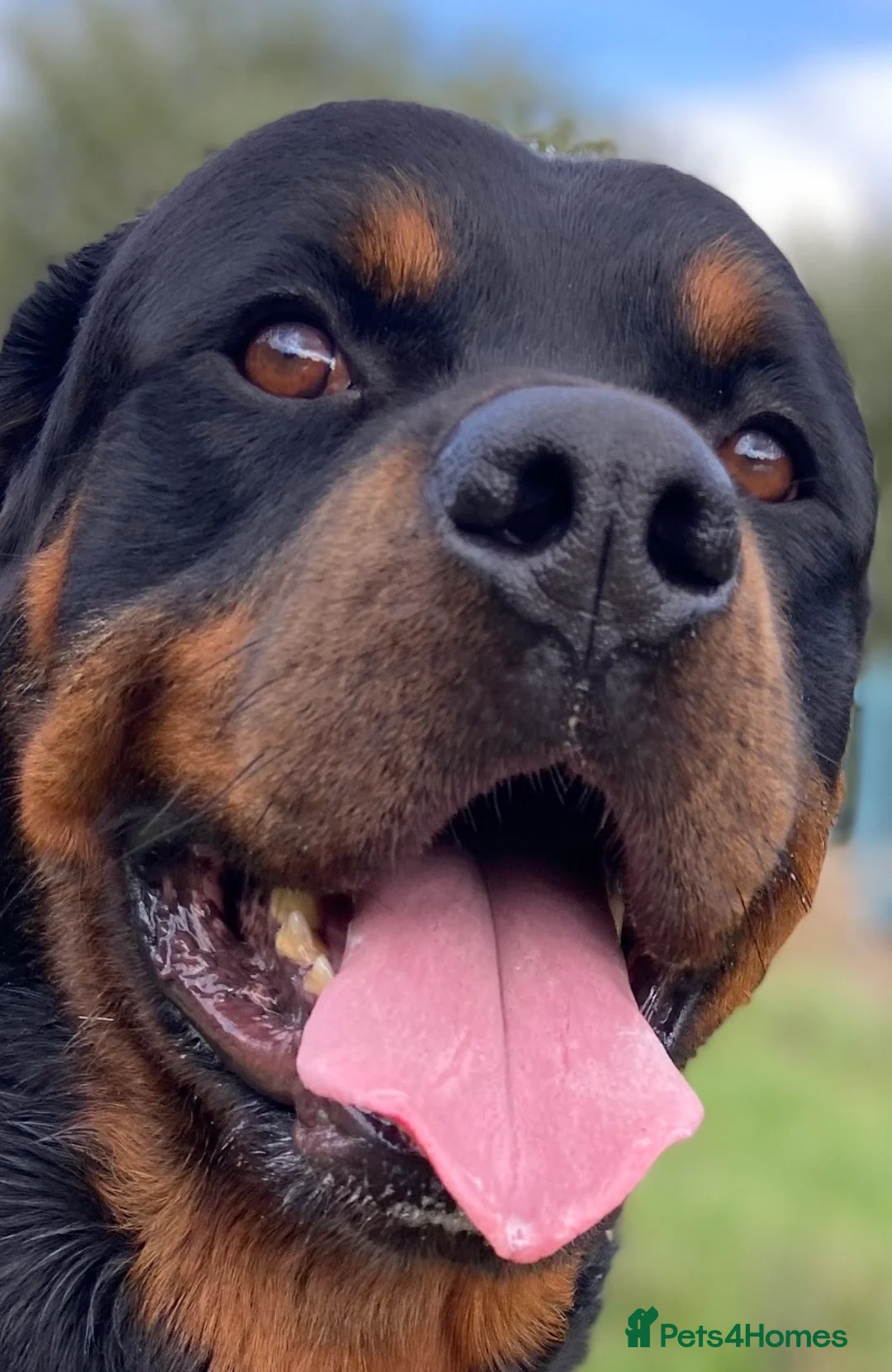 Rottweiler dogs for stud: •PROVEN •Very experienced stunning Rottweiler Stud in Doncaster - Advert 9