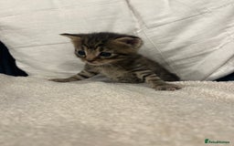 Mixed Breed cats for sale: Kittens - Image 4