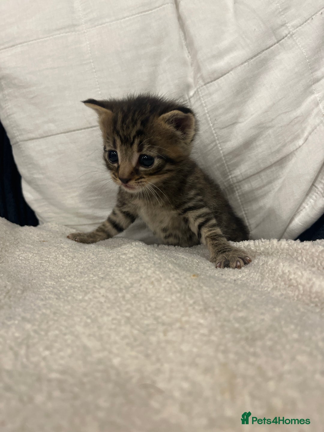 Mixed Breed cats for sale: Kittens - Image 4