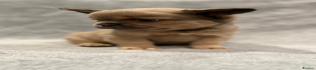 French Bulldog Puppy 1