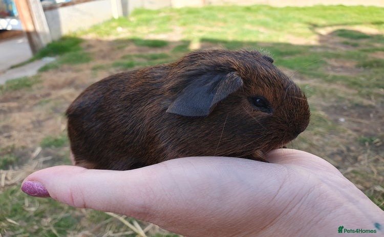 Guinea Pig rodents in Saint Helens - Advert 1