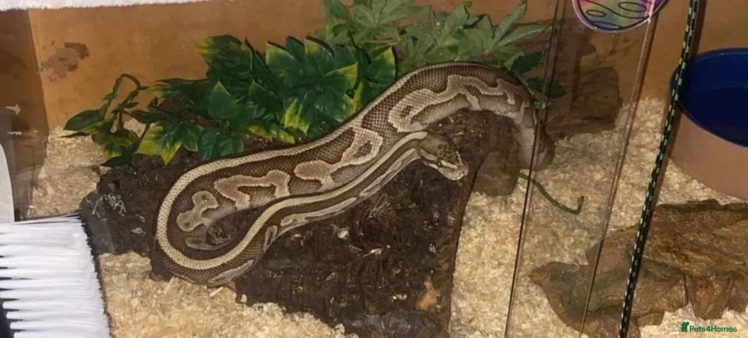 Python Snake reptiles for sale: Pastel Royal Python - Advert 1