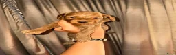 Cockapoo dogs for sale: Beautiful cockapoo f1 puppies ⭐  in Durham - Advert 6