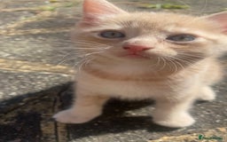 Mixed Breed cats for sale: 3 2 month old TORTIE x BRITISH SHORTHAIR KITTENS - Image 21