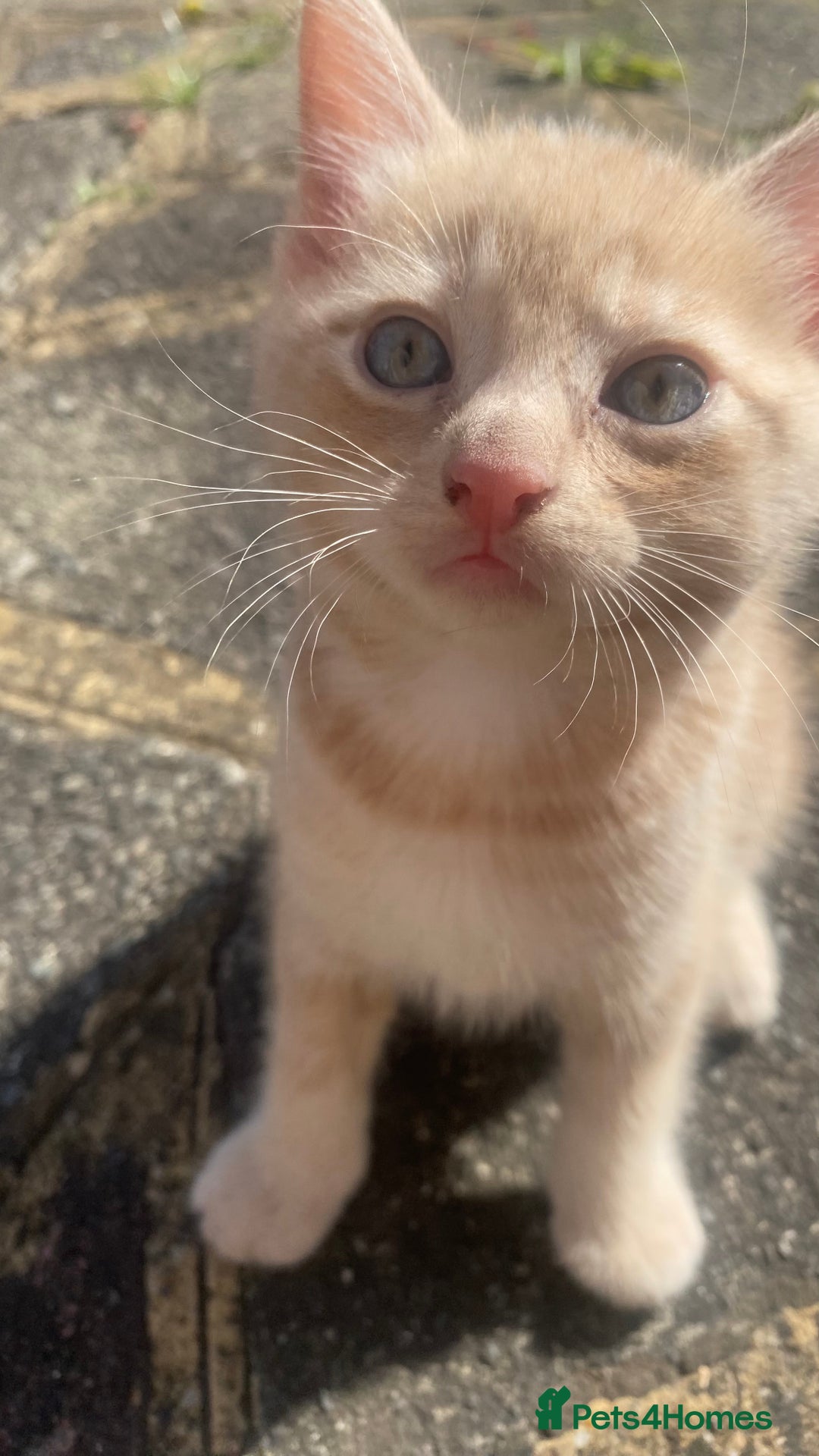 Mixed Breed cats for sale: 3 2 month old TORTIE x BRITISH SHORTHAIR KITTENS - Image 21