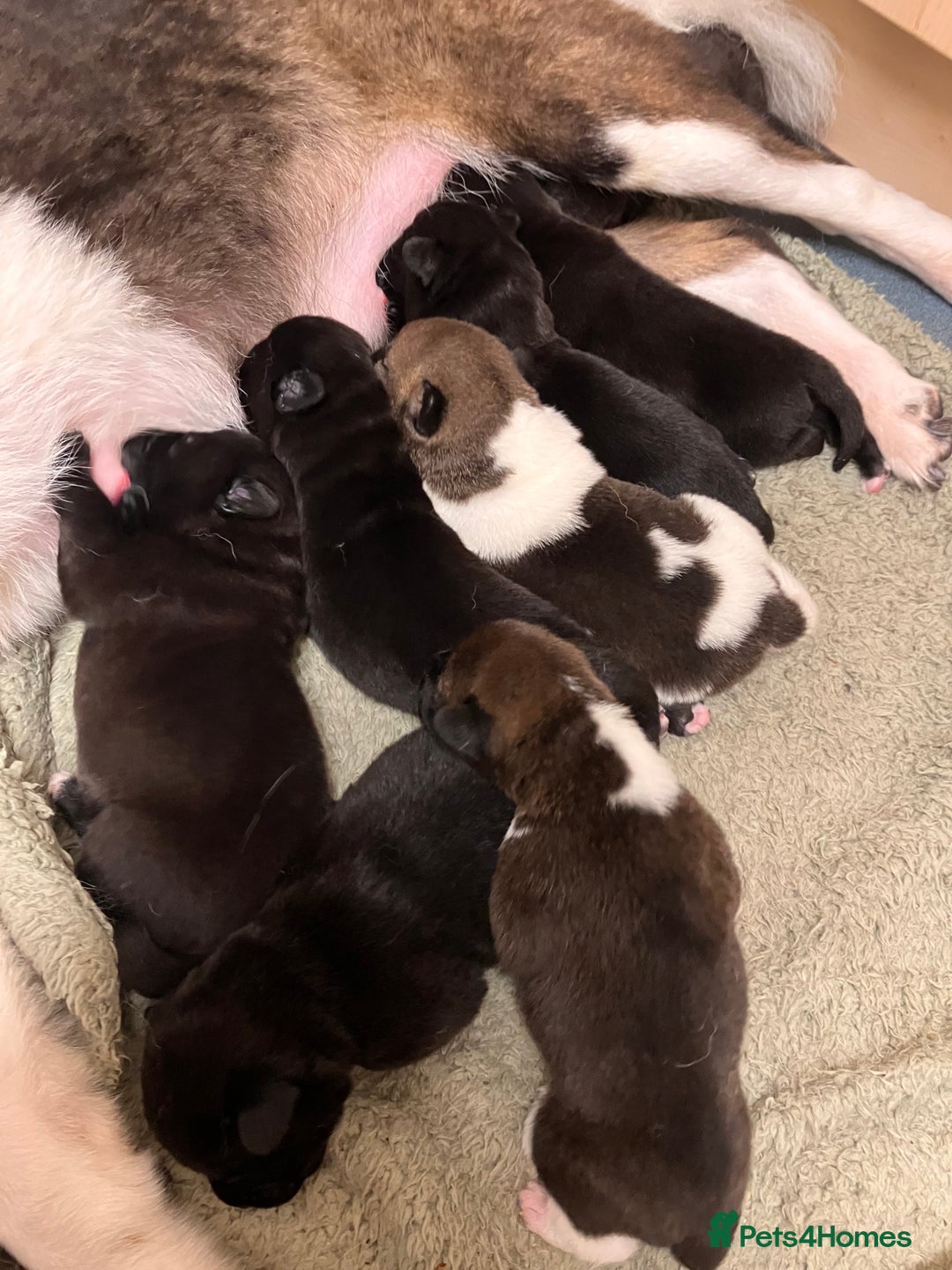 Mixed Breed dogs for sale: 6 beautiful babies for sale ready feb  - Advert 2