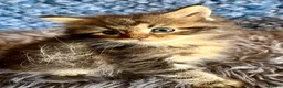 Maine Coon cats for sale: Pure Maine Coon Kittens - Advert 1