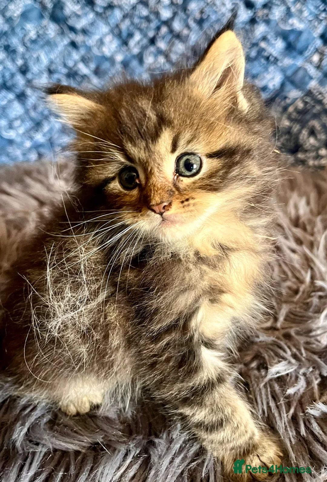 Maine Coon cats for sale: Pure Maine Coon Kittens - Advert 1