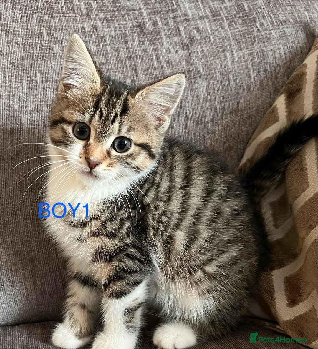 Mixed Breed cats for sale: Amazing kittens for sale  - Advert 3