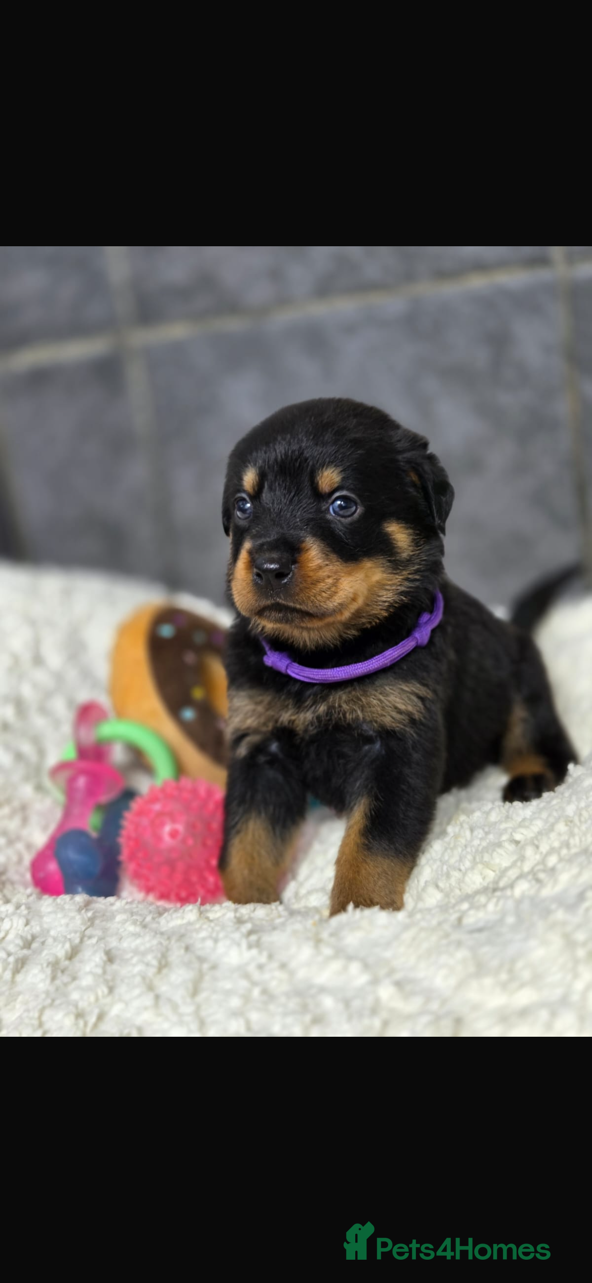 Rottweiler dogs Stunning Rottweiler pups - Advert 2
