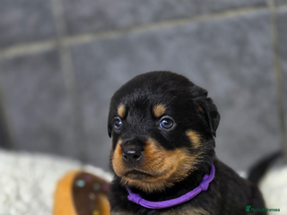 Rottweiler dogs Stunning Rottweiler pups - Advert 8