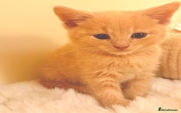 Mixed Breed cats for sale: 5 floofy kittens ready to find their forever homes - Image 9