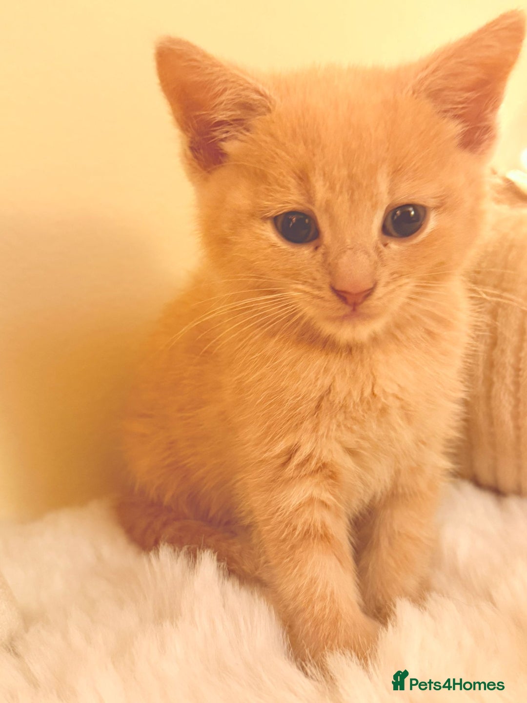 Mixed Breed cats for sale: 5 floofy kittens ready to find their forever homes - Image 9