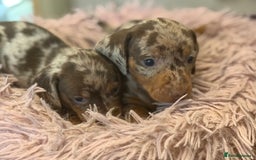 Miniature Dachshund dogs for sale: Adorable miniature dachshund  - Image 22