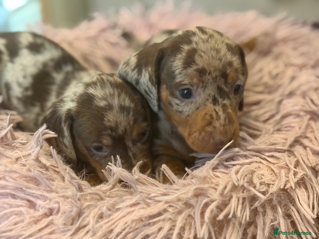 Miniature Dachshund dogs for sale: Adorable miniature dachshund  - Image 22