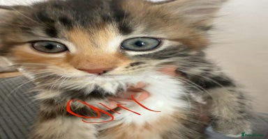 British Shorthair cats - Advert 3