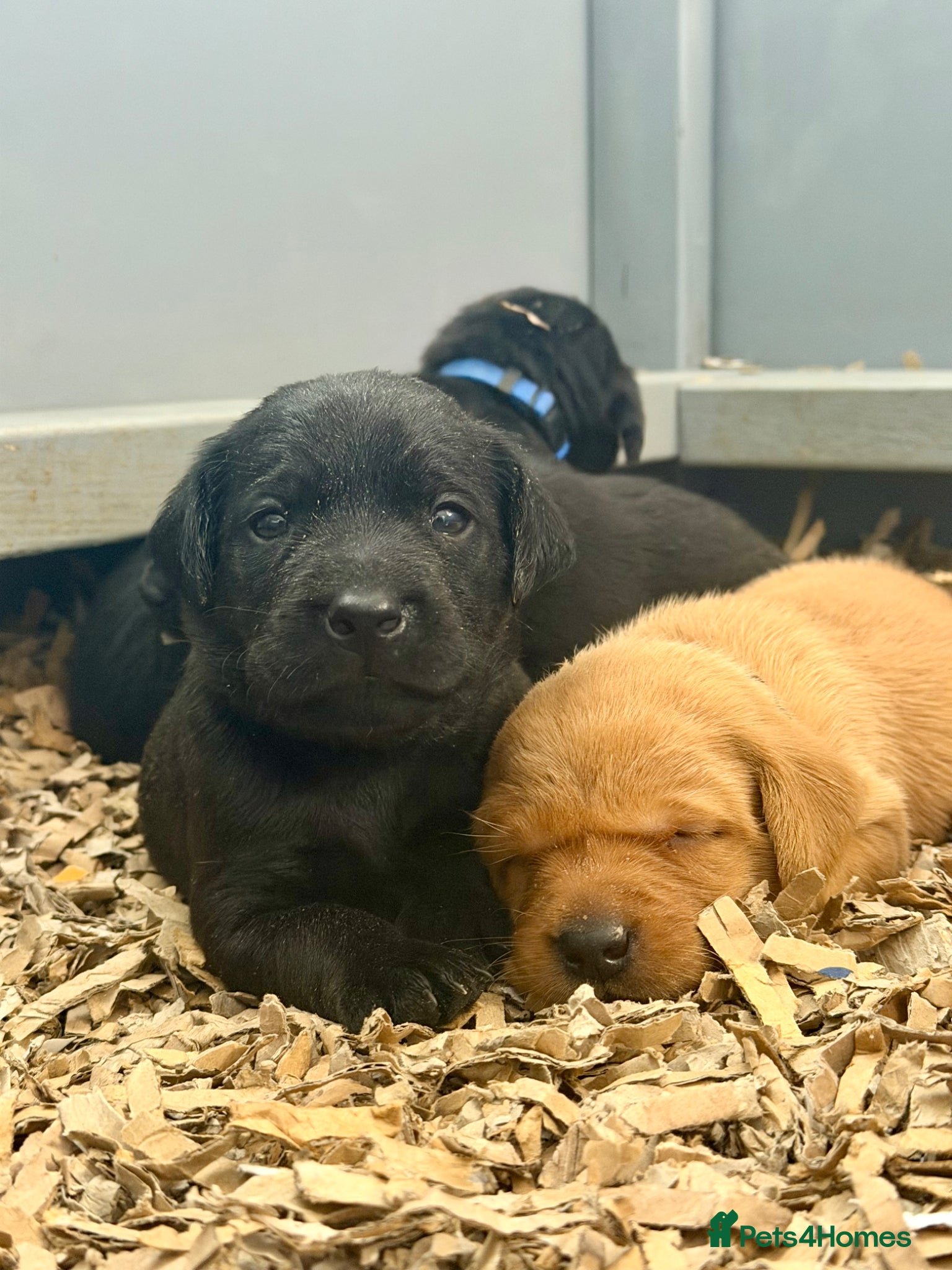 Labrador Retriever dogs Fully Health Tested Working Labradors  - Advert 2