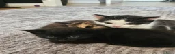 Domestic Shorthair cats for sale: 3 Adorable Female Kittens Ready Soon - Advert 2
