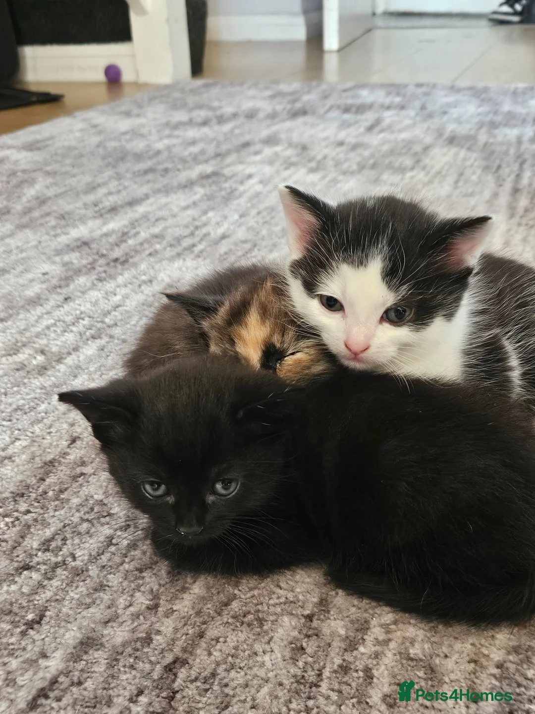 Domestic Shorthair cats for sale: 3 Adorable Female Kittens Ready Soon - Advert 2