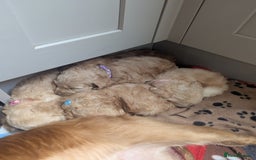 Cockapoo dogs for sale: Beautiful Cockapoo Puppies  - Image 17