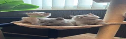 British Shorthair cats for sale: British shorthaired male kittens  in Wolverhampton - Advert 2