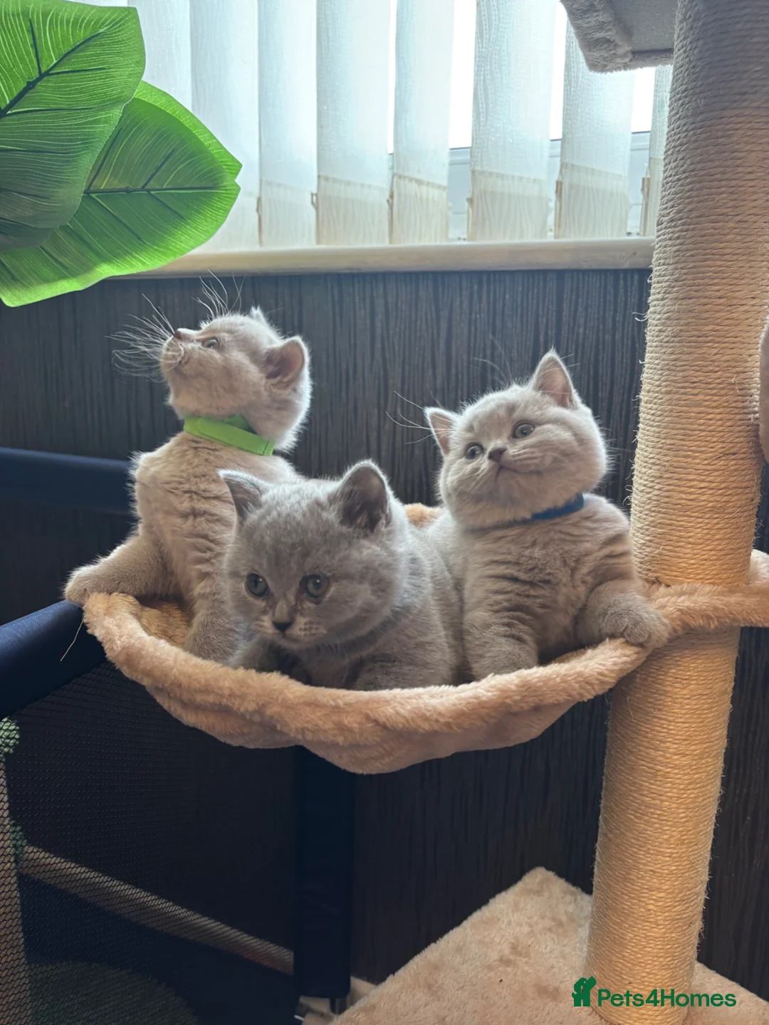 British Shorthair cats for sale: British shorthaired male kittens  in Wolverhampton - Advert 2