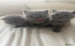 British Shorthair cats for sale: 3 chunky beautiful British shorthair  - Image 6