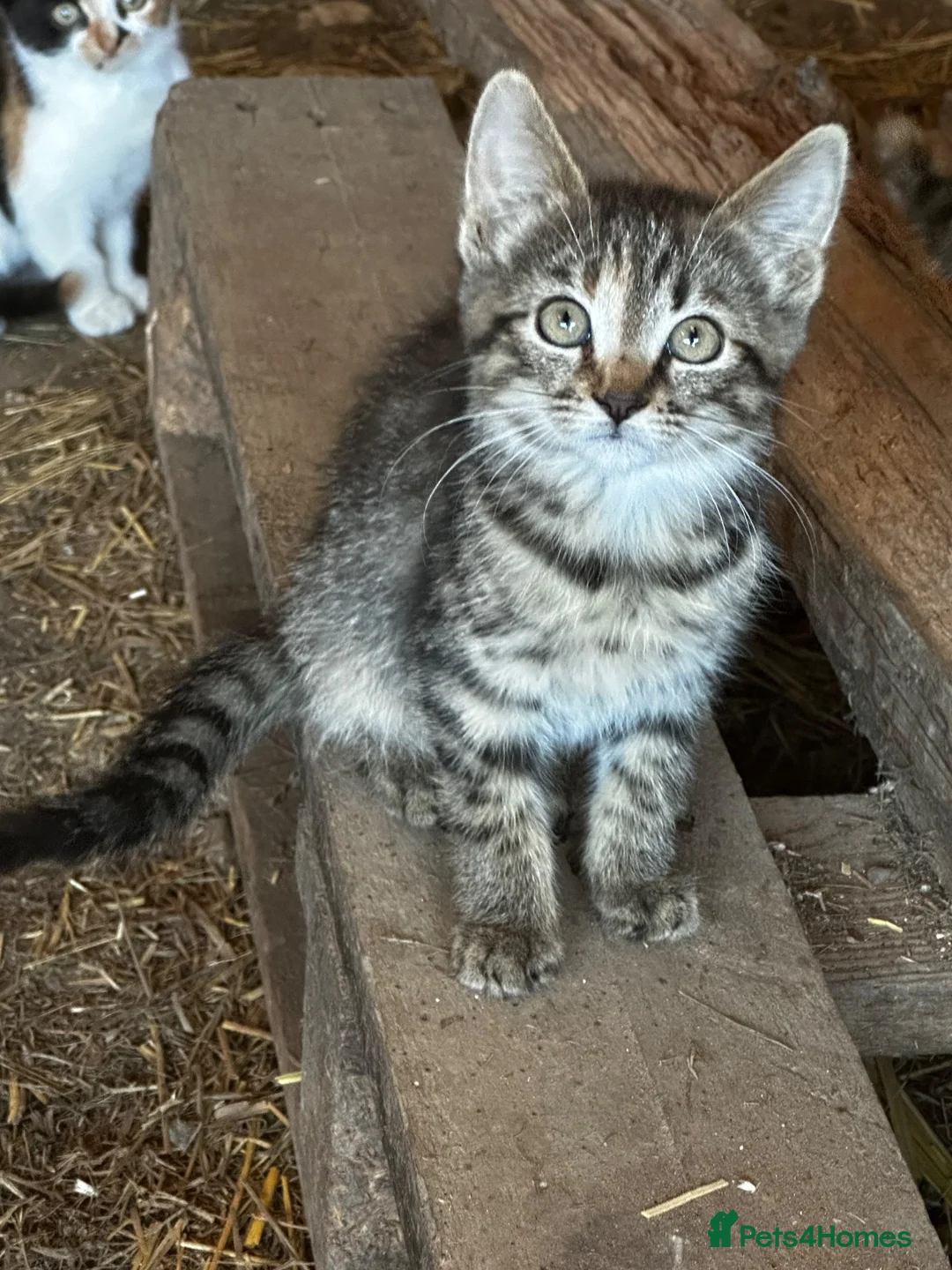 Mixed Breed cats for sale: Farm kittens looking for homes - Advert 2