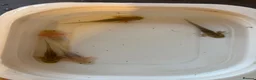 Axolotl reptiles for sale: Baby axolotl for sale  - Advert 7