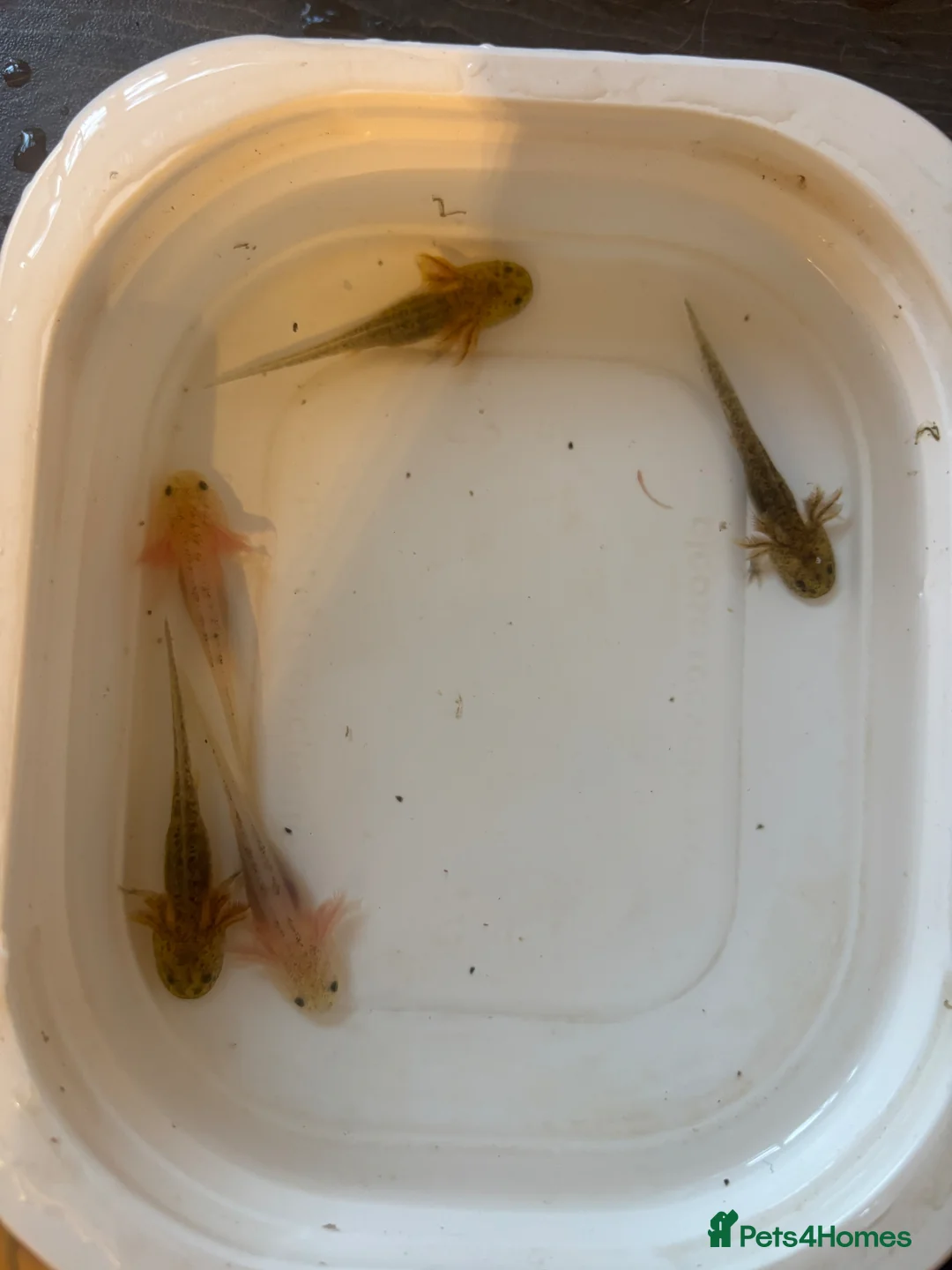 Axolotl reptiles for sale: Baby axolotl for sale  - Advert 7