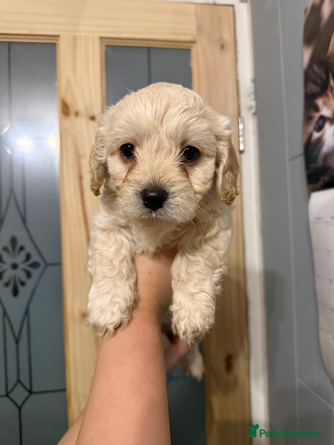 Mixed Breed dogs for sale: Dachshund/cavapoo - Advert 4