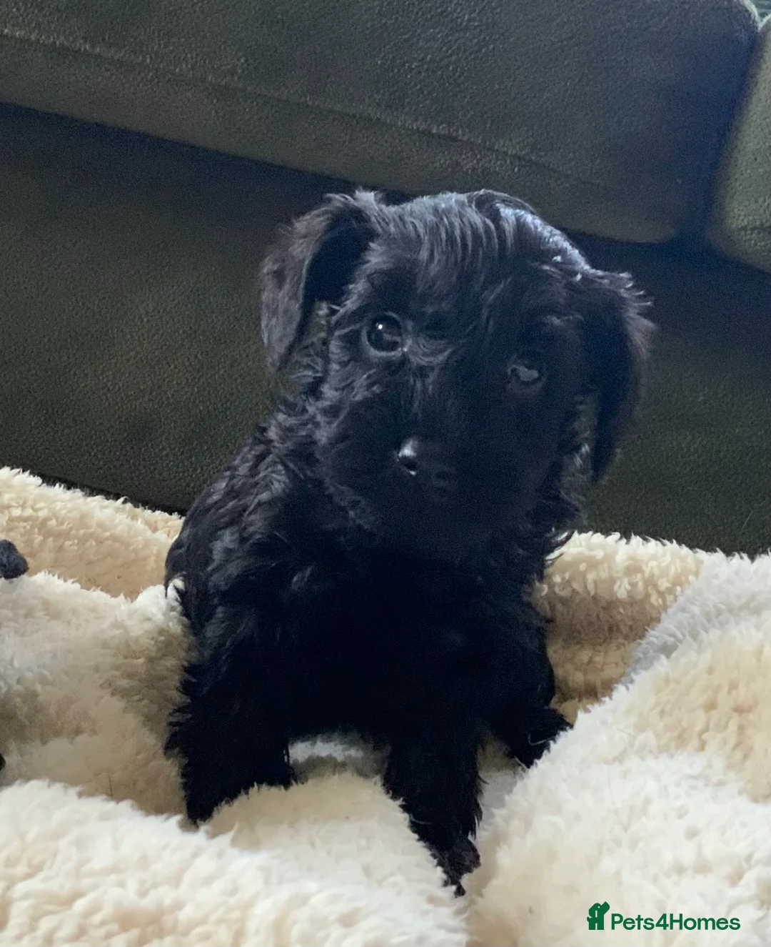 Schnoodle dogs for sale: Stunning miniature Schnoodle puppies - Advert 15