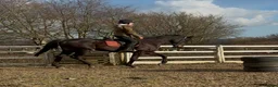Irish Thoroughbred horses for sale: 15hh 5 year old gelding in Bargoed - Advert 3