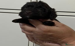 Cockapoo dogs for sale: Cocapoo - Image 16