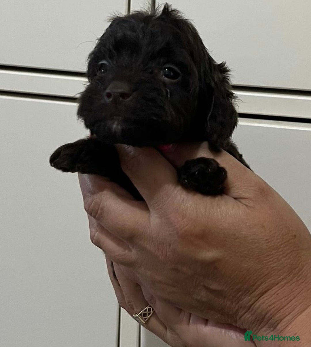 Cockapoo dogs for sale: Cocapoo - Image 16