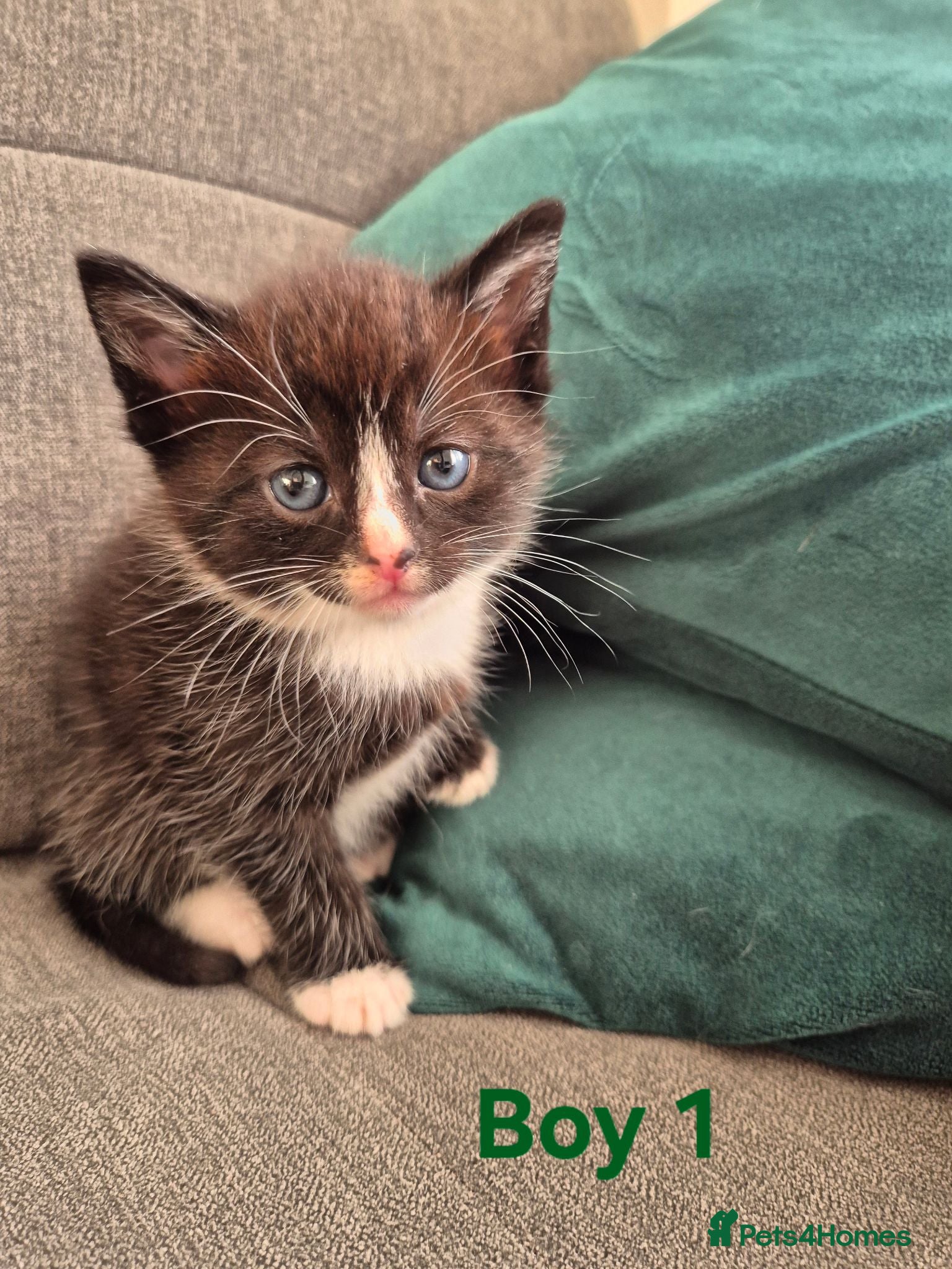 European cats 🐾AdorableKitten's BoysGirls LookingforLovingHomes - Advert 2