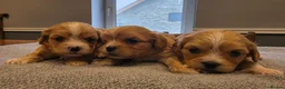 Cavachon dogs for sale: 5 GORGEOUS CAVACHONS  - Advert 3