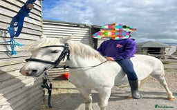 Welsh Section A horses for sale: For sale Welsh section A pony  - Image 3