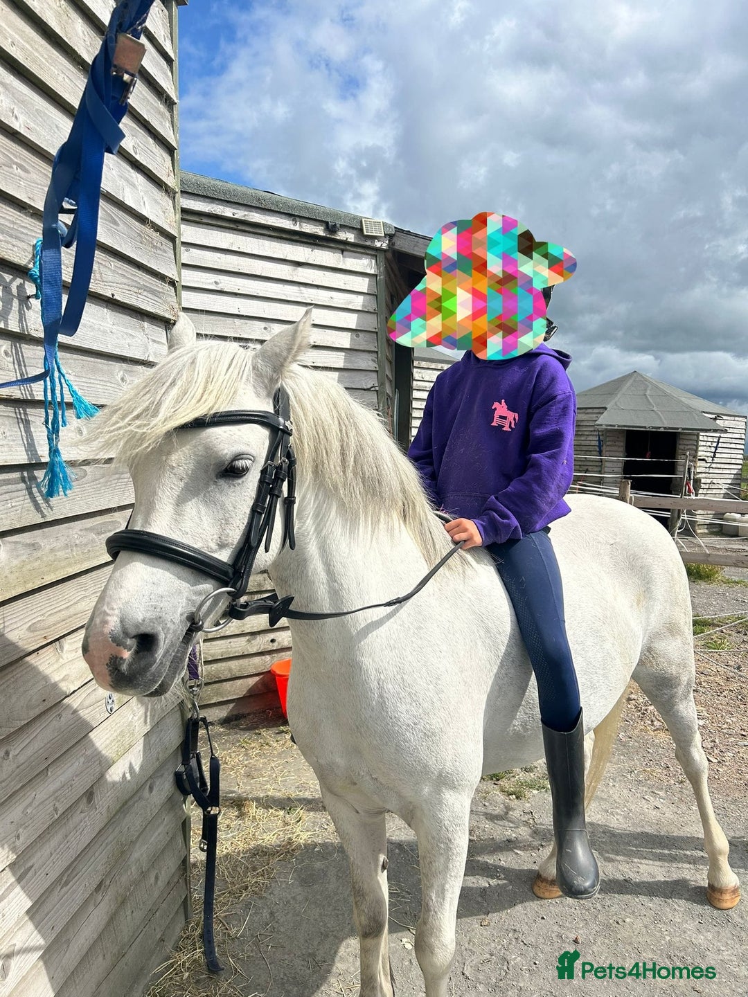 Welsh Section A horses for sale: For sale Welsh section A pony  - Image 3
