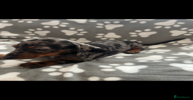 Dachshund dogs - Advert 15