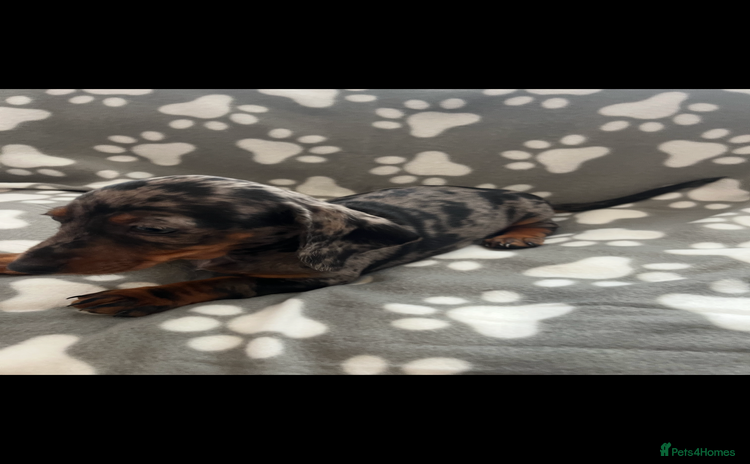 Dachshund dogs - Advert 6