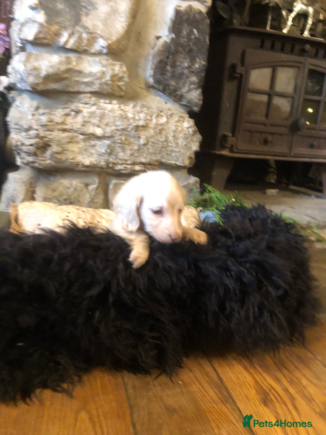 Miniature Dachshund dogs for sale: KC English Cream miniature dachshund  - Advert 11