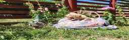 Springador dogs for sale: 6 beautiful springador Puppies fo4 sale - Advert 26