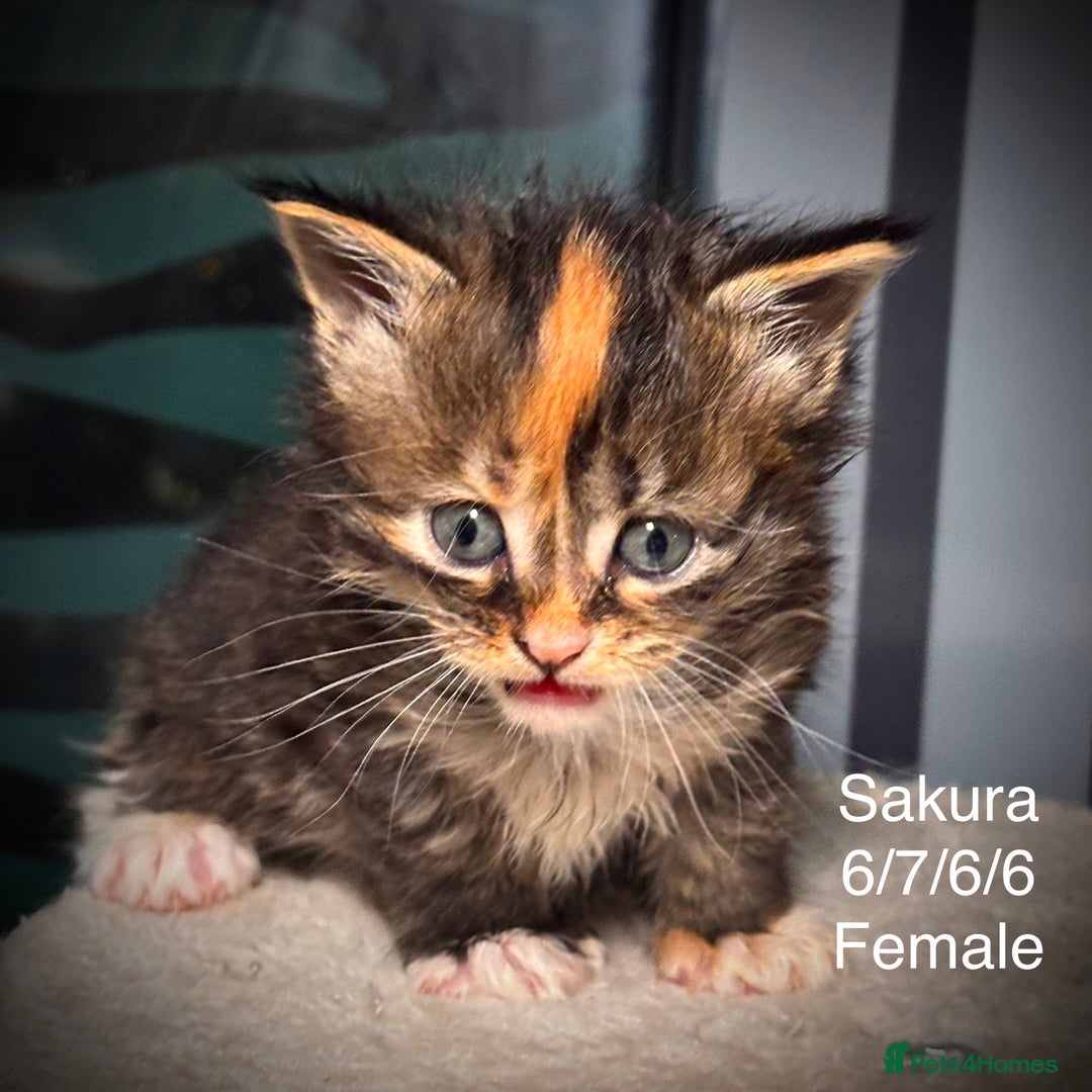 Maine Coon cats for sale: Rare 7-toed, Champion, Russian Maine coon kittens - Image 11