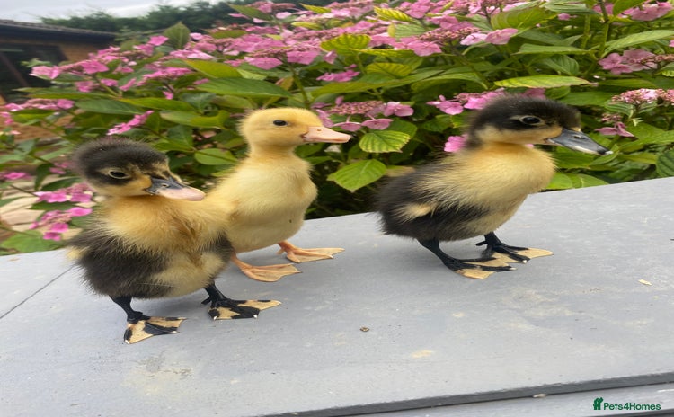 Ducks poultry - Advert 2