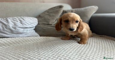 Miniature Dachshund dogs - Advert 14