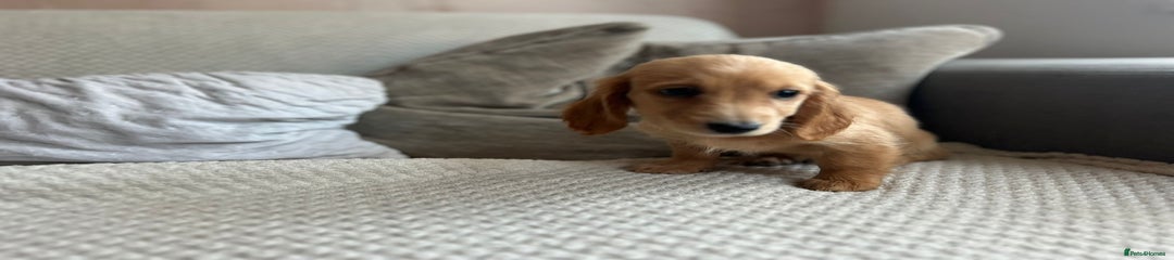 Miniature Dachshund Puppy 