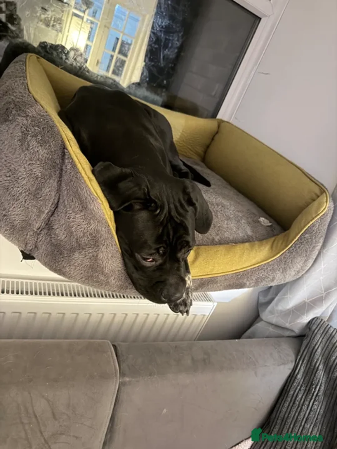 Cane Corso dogs for sale: Female cane corso nearly 2 in Leicester - Advert 2