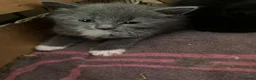 Mixed Breed cats for sale: Loving and Playful Kittens  in Folkestone - Advert 4