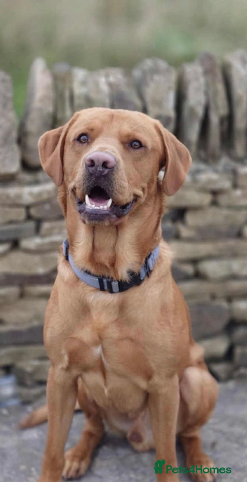 Labrador Retriever dogs KC registered and fully health checked  - Advert 3